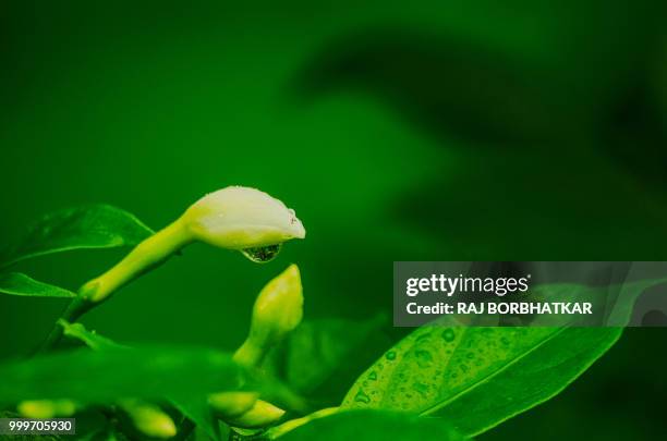 water drop in white flower - raj stock pictures, royalty-free photos & images