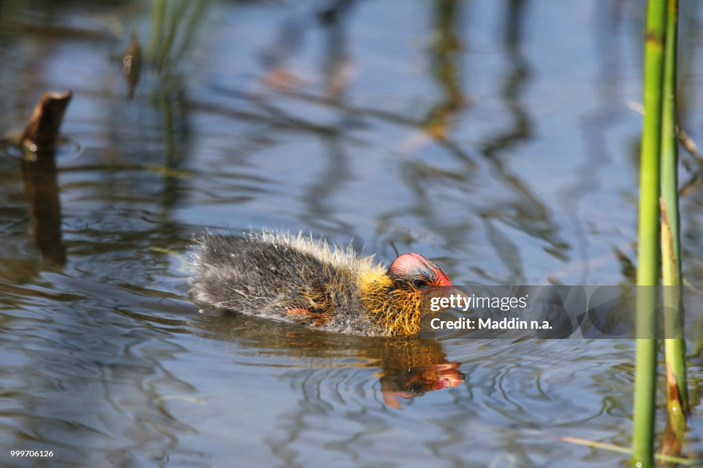 Red knobbed coot (Fulica cristata)