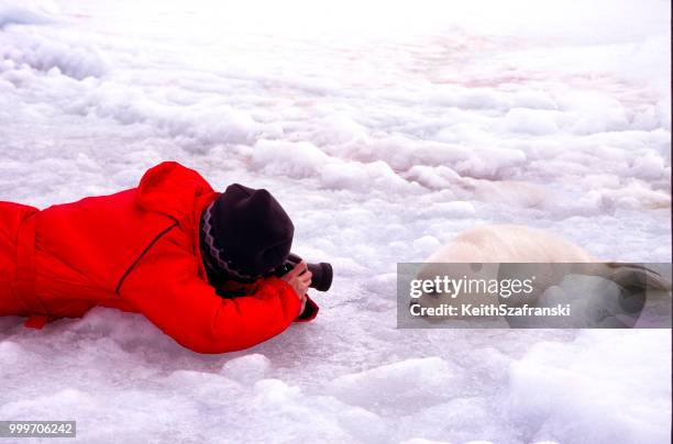 fotografera grönlandssäl - baby seal bildbanksfoton och bilder