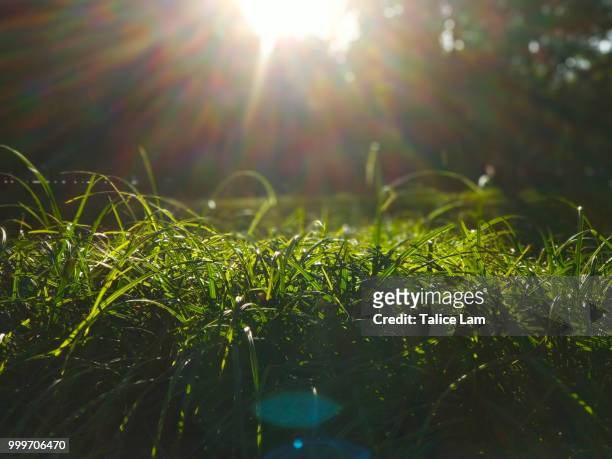 the grass scramble for the sunshine - lam stock pictures, royalty-free photos & images