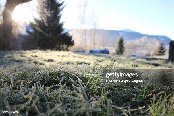 frosty gras - gras field stock pictures, royalty-free photos & images