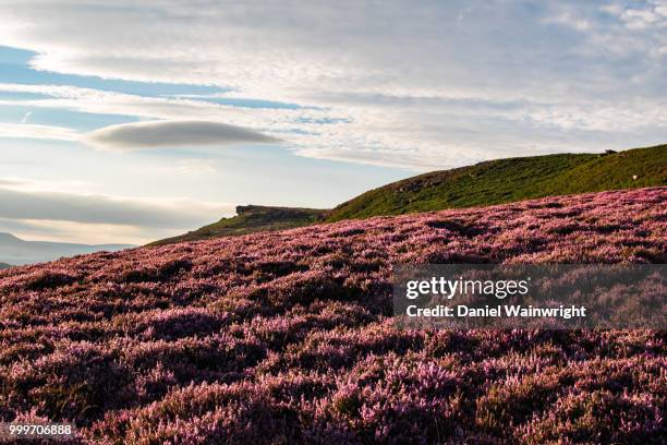 heather on bamford edge - bamford stock pictures, royalty-free photos & images