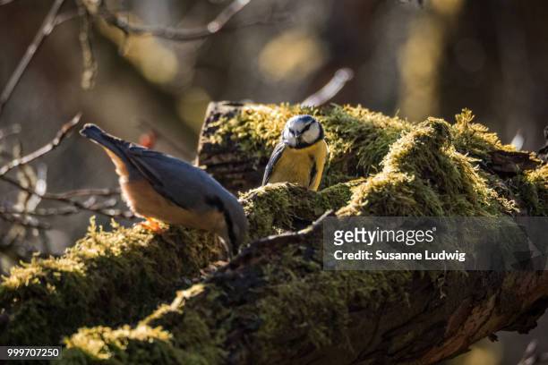 diplomatic blue tit - susanne ludwig stock pictures, royalty-free photos & images