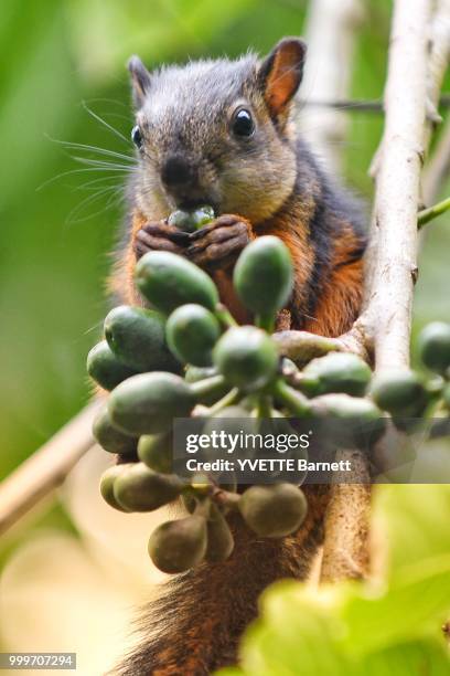 squirrel in the tree - tree squirrel stock-fotos und bilder