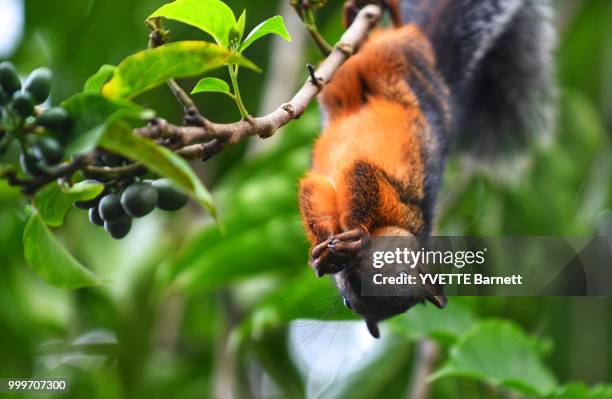 upside down squirrel - tree squirrel stockfoto's en -beelden