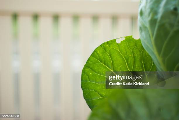 cabbage leaf - rübsen stock-fotos und bilder