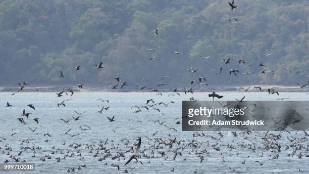 pelican feeding frenzy - feeding frenzy stock pictures, royalty-free photos & images