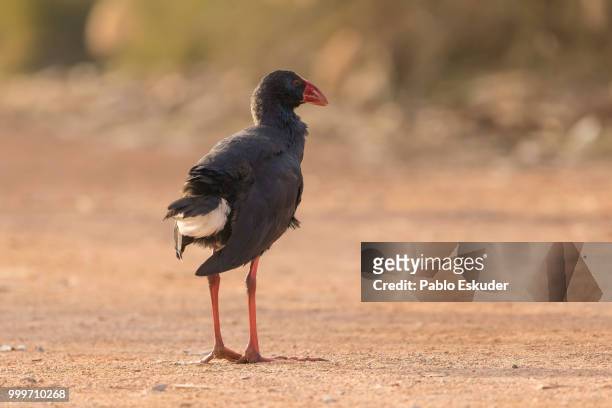 purple water hen - pablo stock pictures, royalty-free photos & images