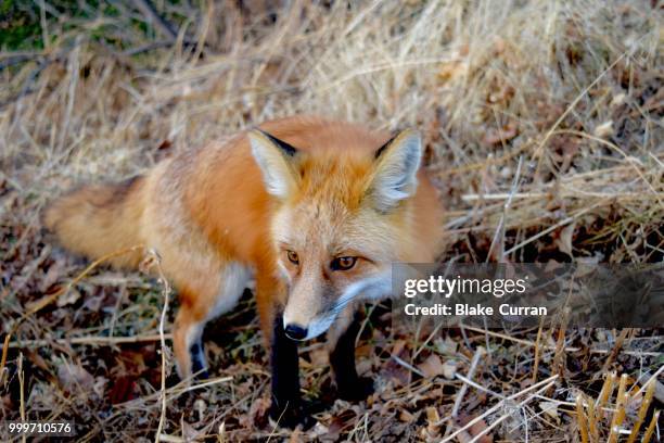 red fox - blake little stock pictures, royalty-free photos & images