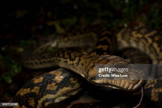 australian scrub python (morelia kinghorni) - herpetology stock pictures, royalty-free photos & images