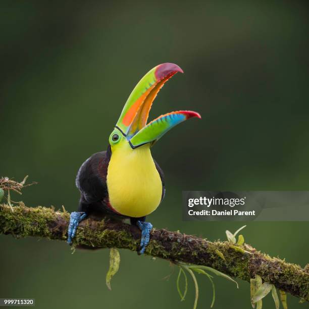 i want my fruit loops... - keel billed toucan stock pictures, royalty-free photos & images