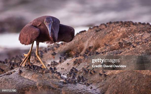 dusk hunter - tricolored heron stock pictures, royalty-free photos & images