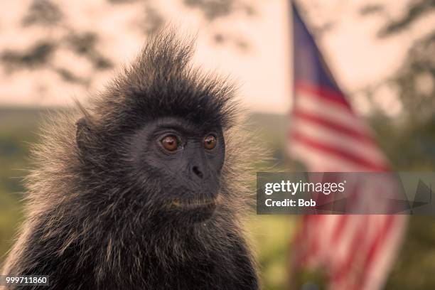 silvered leaf monkey - silvered leaf monkey ストックフォトと画像