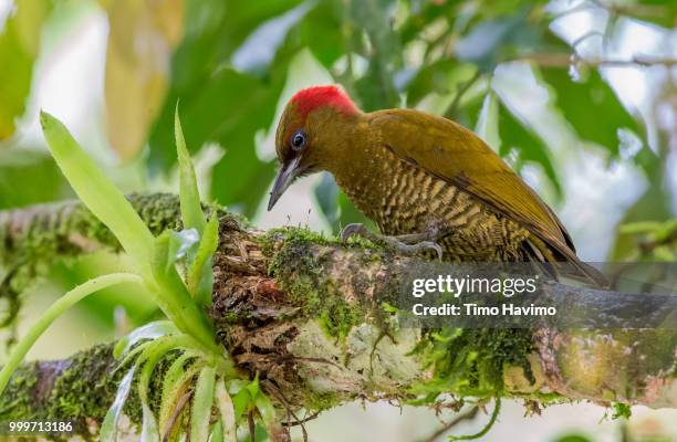 rufous winged woodpecker; la selva costa rica; copyright timo havimo - selva stock pictures, royalty-free photos & images