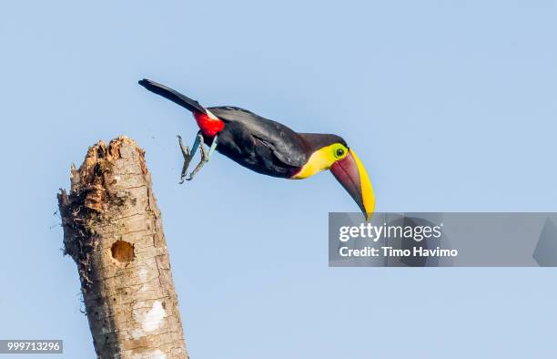 black mandibled toucan; la selva costa rica; copyright timo havimo - selva stock pictures, royalty-free photos & images