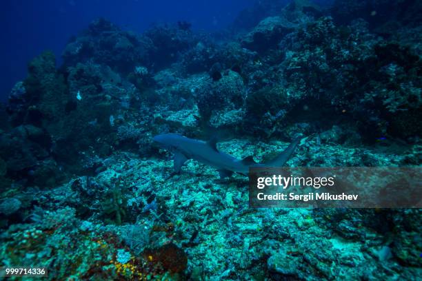 white tip shark - requiem shark stock pictures, royalty-free photos & images