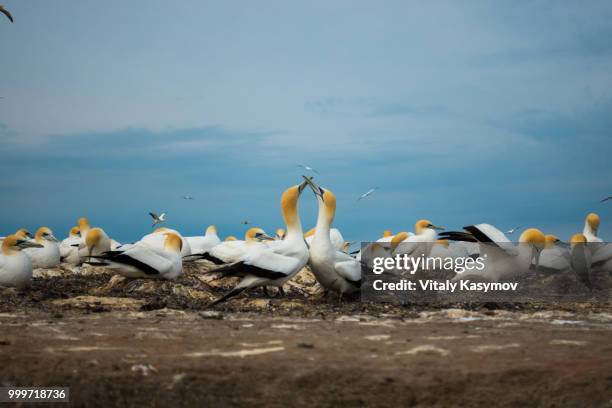 gannets nesting at cape kidnappers - cape kidnappers fotografías e imágenes de stock