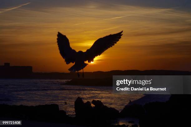 essaouira mouette au soleil - soleil stock pictures, royalty-free photos & images