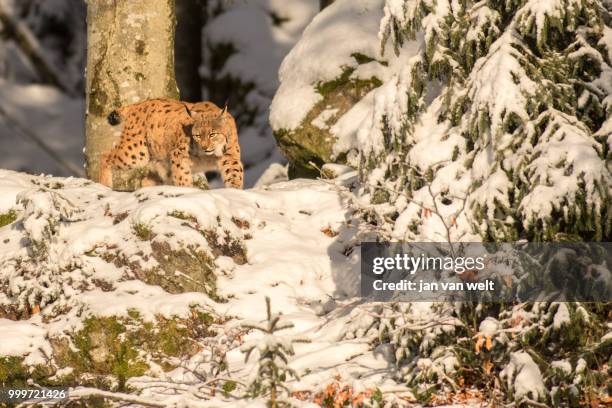 lynx in het bos - welt stock pictures, royalty-free photos & images