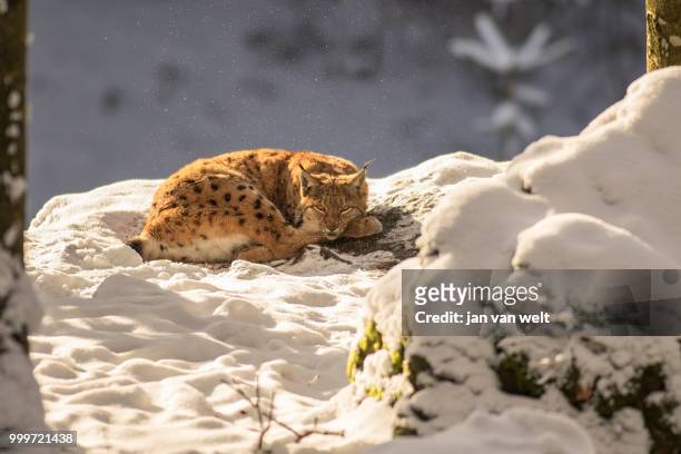 lynx in het bos - welt stock pictures, royalty-free photos & images