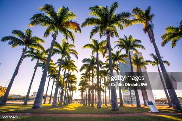 national congress, brasilia, distrito federal, brazil. - distrito stock pictures, royalty-free photos & images