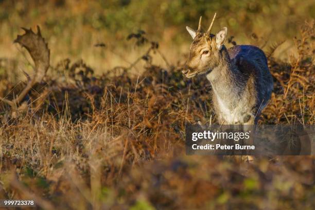 edit - artiodactyla imagens e fotografias de stock