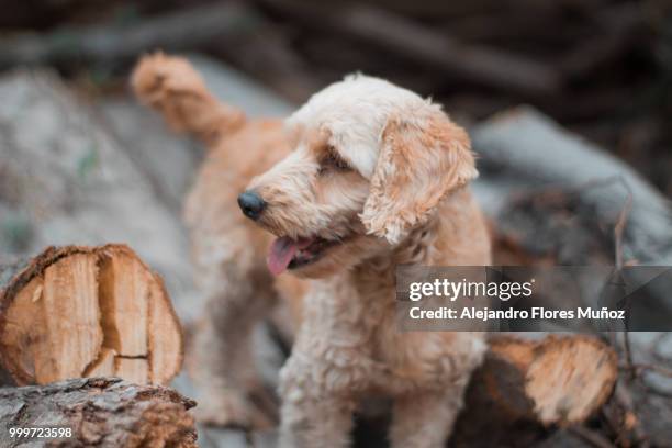 lindo perrito - perrito stock pictures, royalty-free photos & images