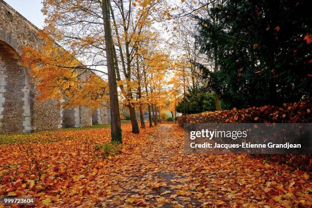 autumn is gone - jacques stock pictures, royalty-free photos & images