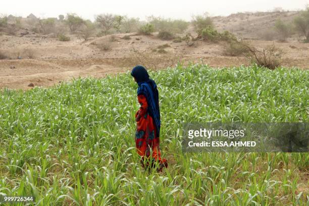 Yemeni woman works in a field in Hajjah province's northern district of Abs on July 15, 2018.