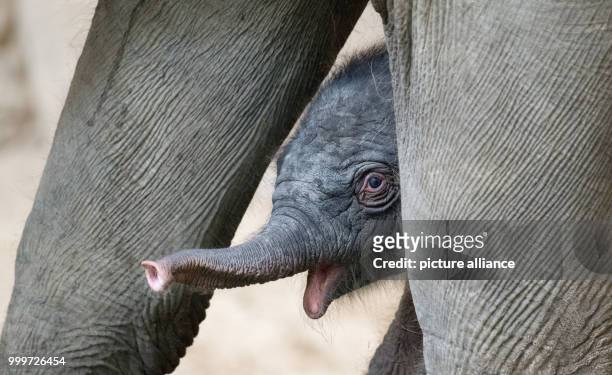 Newborn elephant girl stands between the legs of her mother Salvana at the Tierpark Hagenbeck zoo in Hamburg, Germany, 4 September 2017. The animal...