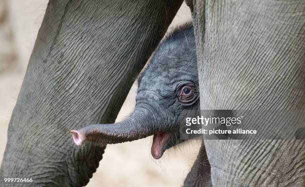 Dpatop - A newborn elephant girl stands between the legs of her mother Salvana at the Tierpark Hagenbeck zoo in Hamburg, Germany, 4 September 2017....