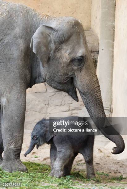 Newborn elephant girl stands in front of her mother Salvana at the Tierpark Hagenbeck zoo in Hamburg, Germany, 4 September 2017. The animal was born...