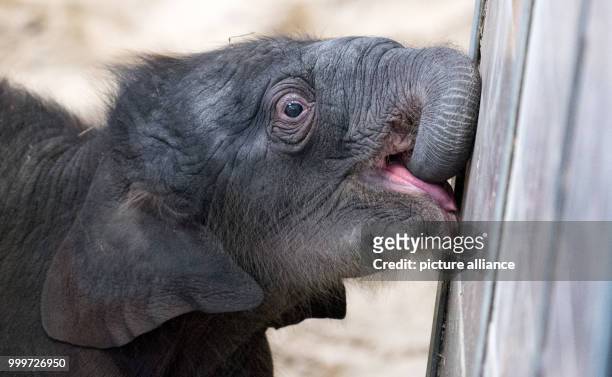 Newborn elephant girl stands in her enclosure at the Tierpark Hagenbeck zoo in Hamburg, Germany, 4 September 2017. The animal was born in the morning...