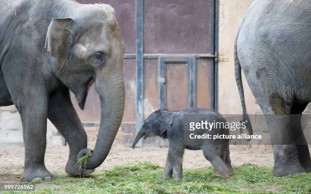 Newborn elephant girl stands inbetween her mother Salvana and another elephant in her enclosure at the Tierpark Hagenbeck zoo in Hamburg, Germany, 4...