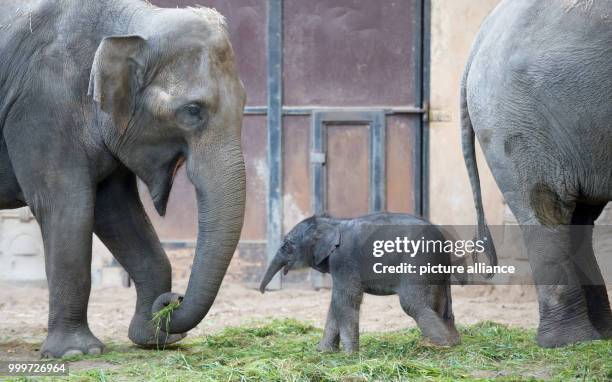 Dpatop - A newborn elephant girl stands inbetween her mother Salvana and another elephant in her enclosure at the Tierpark Hagenbeck zoo in Hamburg,...