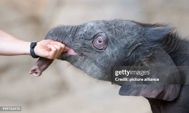 Newborn elephant girl stands in her enclosure and is attracted by a keeper at the Tierpark Hagenbeck zoo in Hamburg, Germany, 4 September 2017. The...