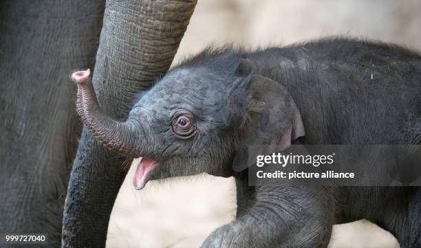 Newborn elephant girl stands in front of her mother Salvana in her enclosure at the Tierpark Hagenbeck zoo in Hamburg, Germany, 4 September 2017. The...