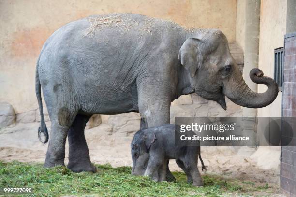 Newborn elephant girl stands in front of her mother Salvana in her enclosure at the Tierpark Hagenbeck zoo in Hamburg, Germany, 4 September 2017. The...
