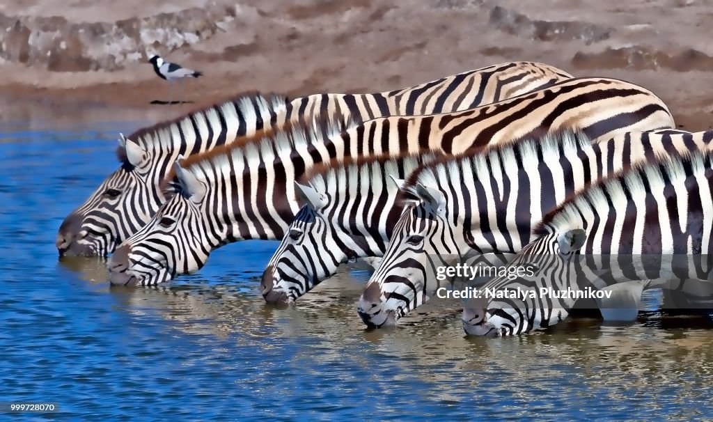 Zebras Drinking