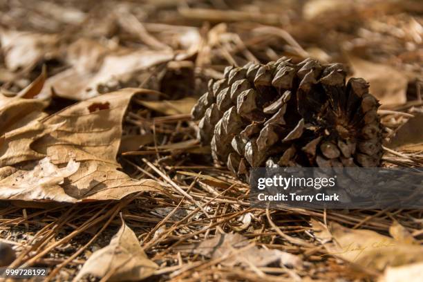 pinecone at rest - terry woods stock pictures, royalty-free photos & images