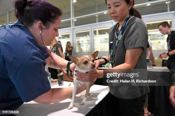 Veterinarians Dr. Jenn Asher, left, and Dr. Yuko Martin, right, check out Tinkerbell a 9 year old Chihuahua owned William Nicol, not shown, at an...