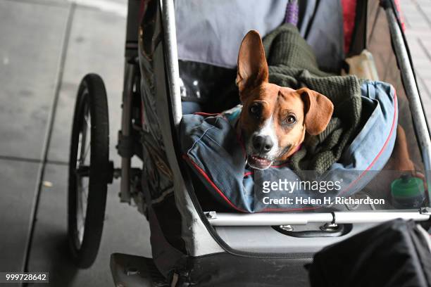 Kevin Reed, who is recently homeless, keeps his dog Izzy, in her bike trailer while they await veterinary during an on-site street clinic outside of...