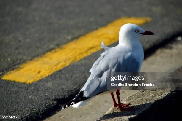 seagull portrait - brandon reddish stock pictures, royalty-free photos & images