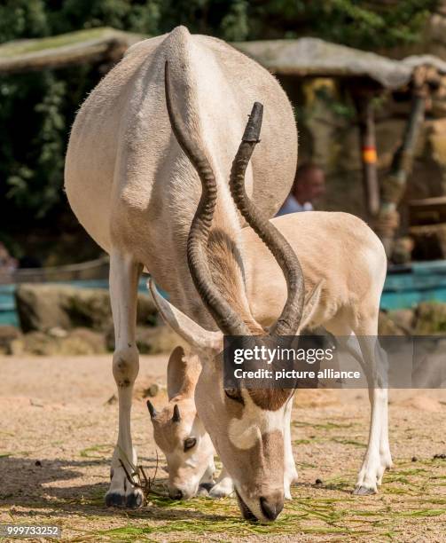 An addax, also known as white antelope, stands in her enclosure with her offspring at the zoo in Hanover, Germany, 16 August 2017. Only six Addax...