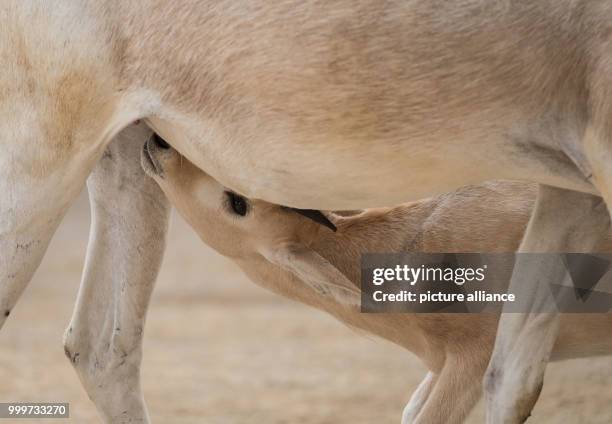 An addax, also known as white antelope, stands in her enclosure with her offspring at the zoo in Hanover, Germany, 16 August 2017. Only six Addax...