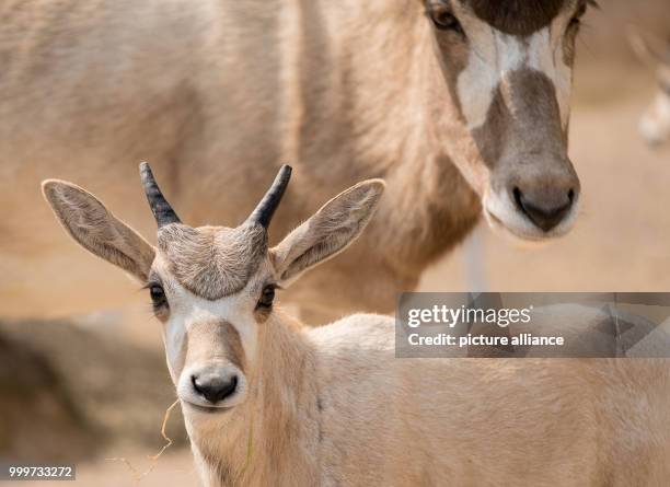 An addax, also known as white antelope, stands in her enclosure with her offspring at the zoo in Hanover, Germany, 16 August 2017. Only six Addax...