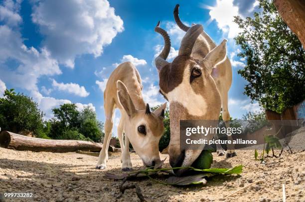 An addax, also known as white antelope, stands in her enclosure with her offspring at the zoo in Hanover, Germany, 16 August 2017. Only six Addax...