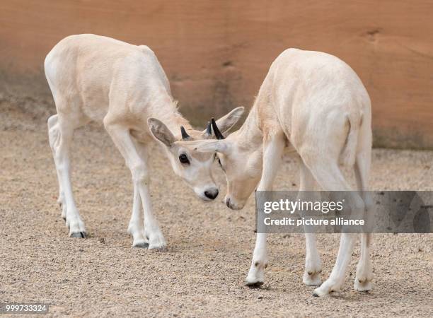 Two small Addax, also known as white antelope, play in their enclosure at the zoo in Hanover, Germany, 16 August 2017. Only six Addax were counted...