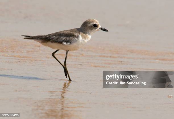 lesser sand plover (charadrius mongolus), thottada - sanderling stock-fotos und bilder