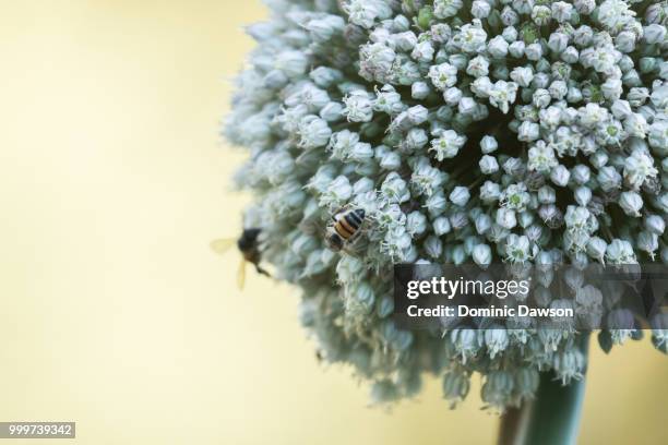 botanical bees - dominic fotografías e imágenes de stock